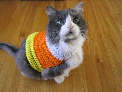 Pet Candy Corn Sweater