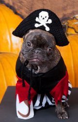 Pirate Puppy Crochet Hat Pattern