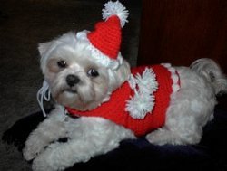 Santa Paws Crochet Dog Outfit