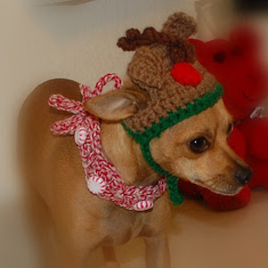 Peppermint Christmas Dog Collar