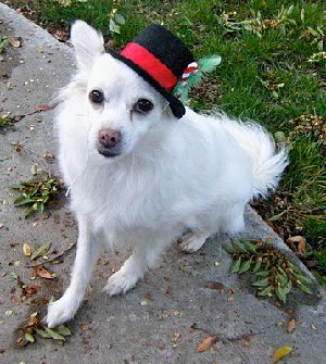 Top Dog Holiday Hat