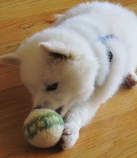 Knitting For Pets Allfreeknitting Com Knitting For Pets Allfreeknitting Com