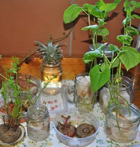 Windowsill Garden