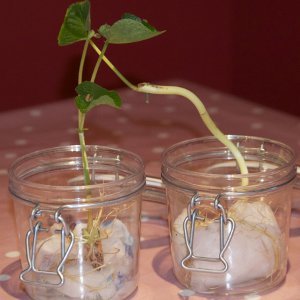 Bean in a Jar Biology Lesson
