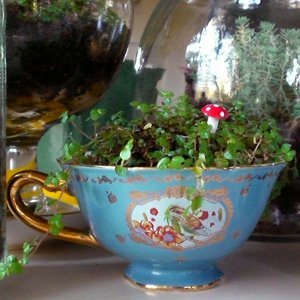 Tiny Teacup Terrarium