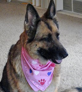 Valentine's Day Pet Bandana