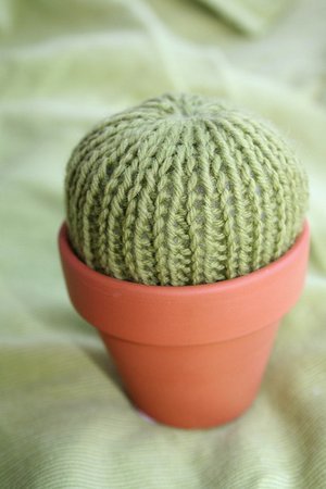 Pincushion Cactus