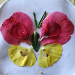 Flower Petal Butterflies