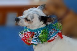 Lace Ruffle Dog Collar