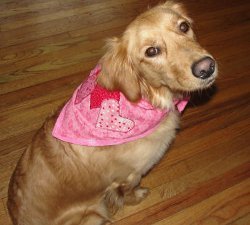 Puppy Love Dog Bandana