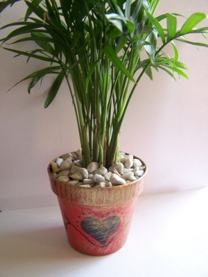 Nature Lover's Palm Pot