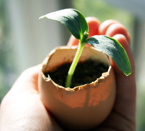 Eggshell Planter