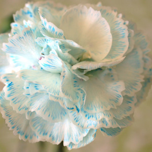 Color Changing Carnations