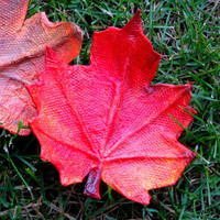 Fall in Love Leaf Trays
