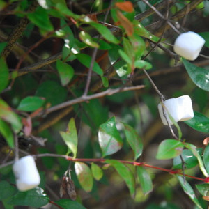 Marshmallow Picking