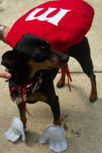 Adorable and Easy DIY M&M Dog Costume