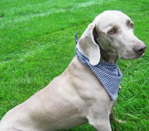 Quick Draw McGraw Puppy Bandana