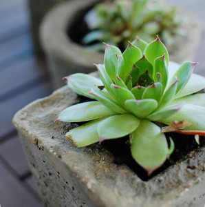 Martha's Mini Succulent Centerpieces