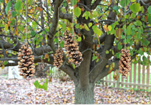 Pine Cone Bird Feeders