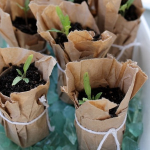Cute and Simple Seedling Pots