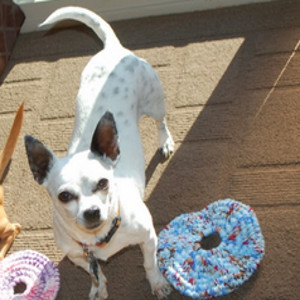Flying Disc Dog Toy Crochet Pattern