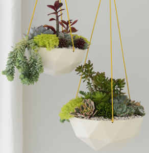 Swinging Southwestern Succulent Arrangements