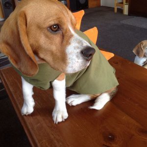 Dinosaur Homemade Dog Costume