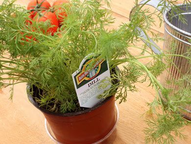 Herb/Spice of the Month: Dill Weed