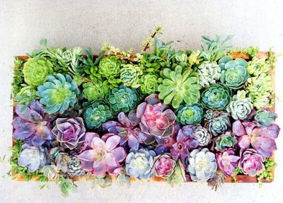 Rainbow Succulent Centerpiece