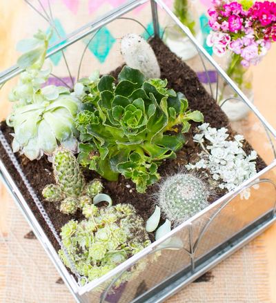 Unbelievable Terrarium Centerpiece