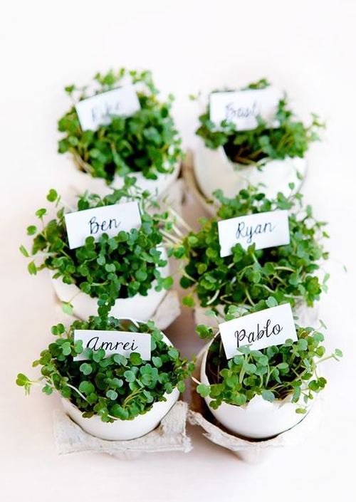 Eggshell Planter Place Cards