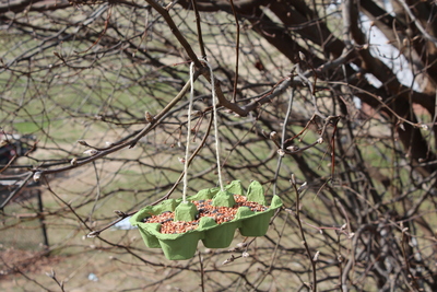 Egg Carton DIY Bird Feeder