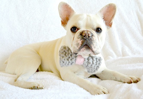 Knit Bow Tie Dog Collar Free Knitting Pattern
