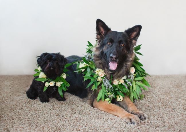 Pawesome Dog Wreath