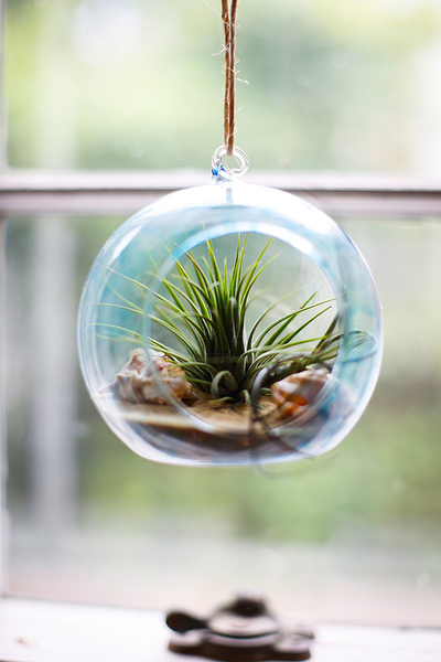 Beachy DIY Terrarium