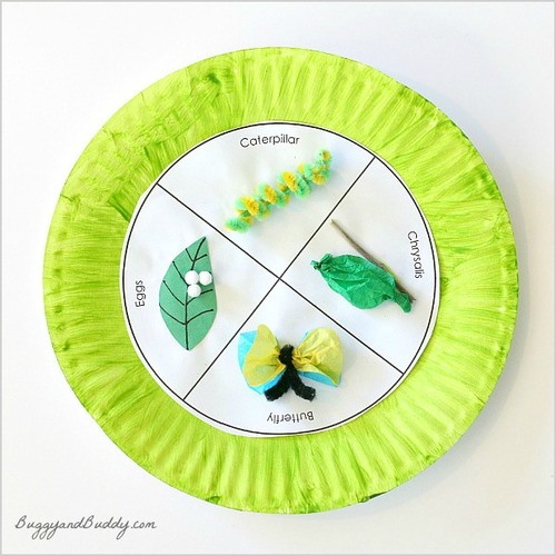 Butterfly Life Cycle Educational Art Craft