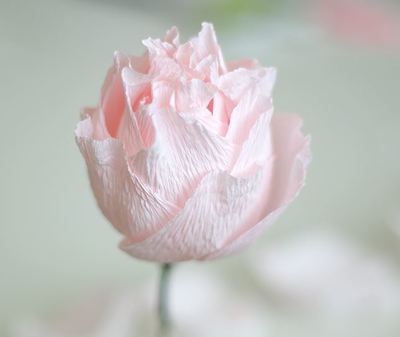 Unbelievably Realistic Paper Peonies