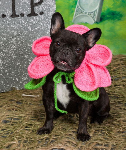 Beautiful Blooming Pup Costume