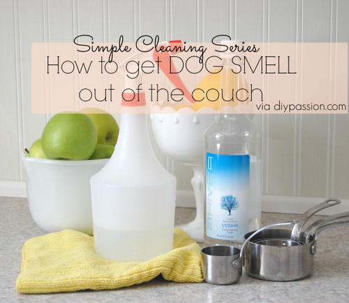 How to Get Dog Smell Out of Couch