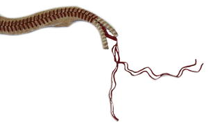 Baseball Bracelet Baseball Bracelet