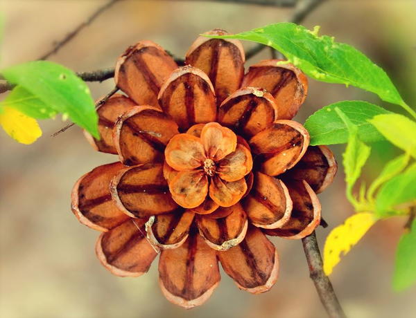 Pine Cone Flowers