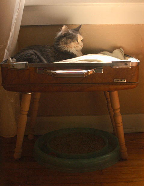 Stylish and Simple Suitcase Pet Bed