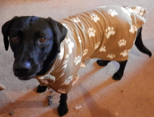 Winter Dog Coat | AllFreeSewing.com winter-dog-coat-allfreesewing-com