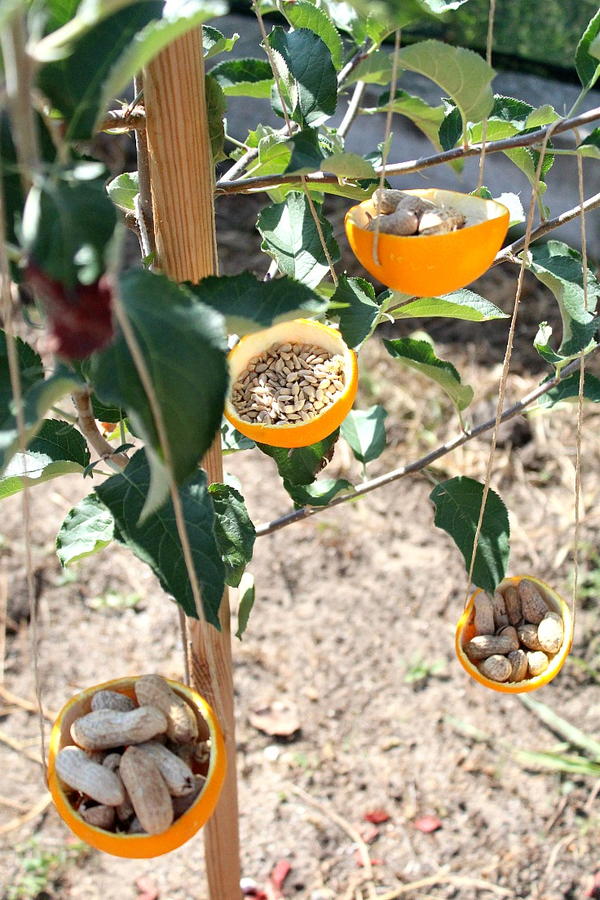 Orange Peel DIY Bird Feeder