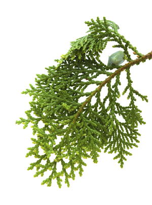 Leyland Cypress