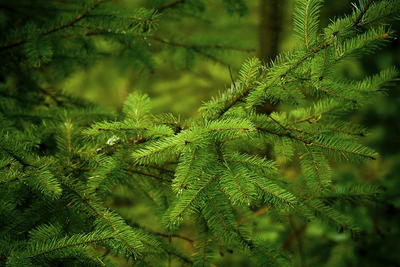 Douglas Fir