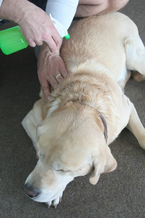 DIY Flea Repellent FaveCrafts diy-flea-repellent-favecrafts