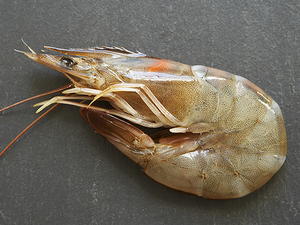 Fennel-Grilled Shrimp
