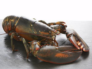 Lobster Stock