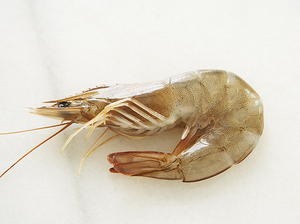 Fat-free Shrimp Broth